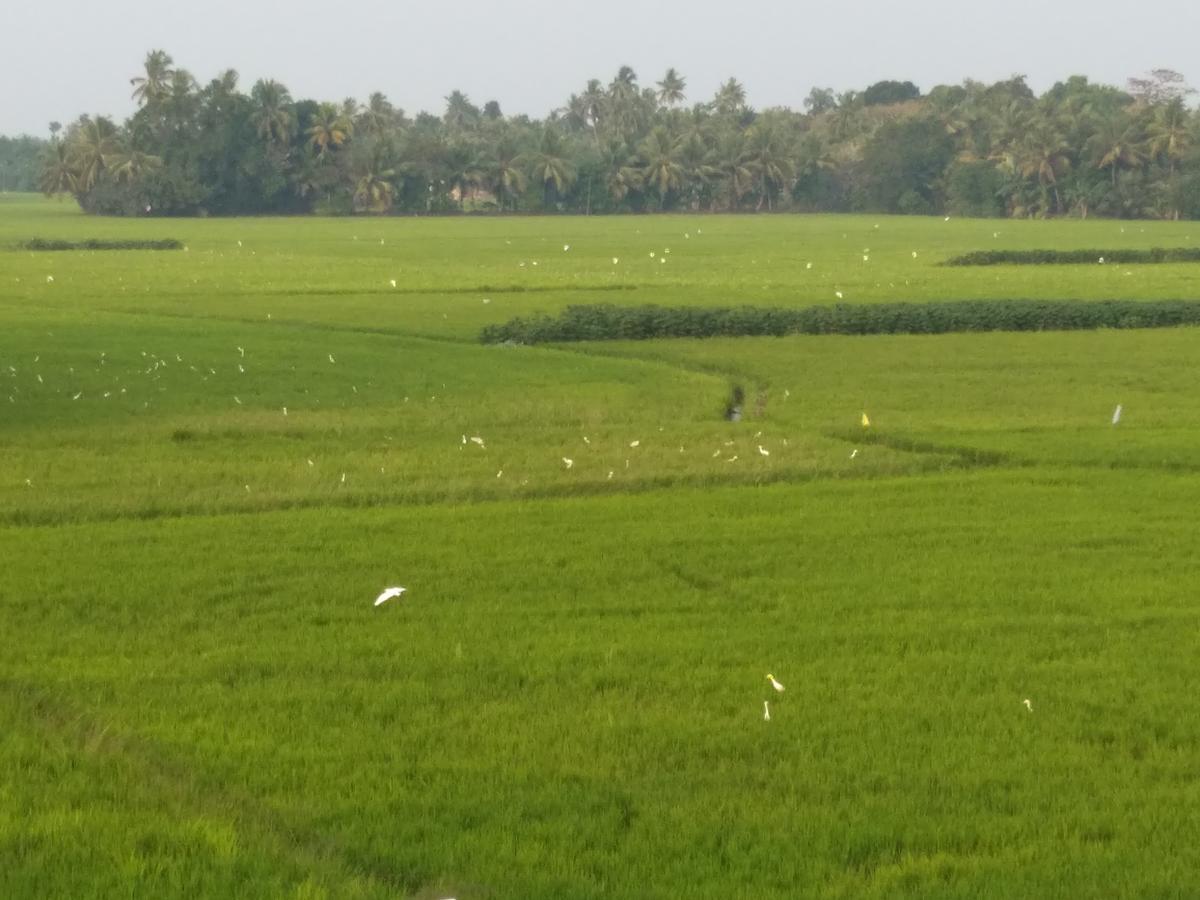 Pozhiyoram Ayurveda Beach Resort Alappuzha Eksteriør bilde